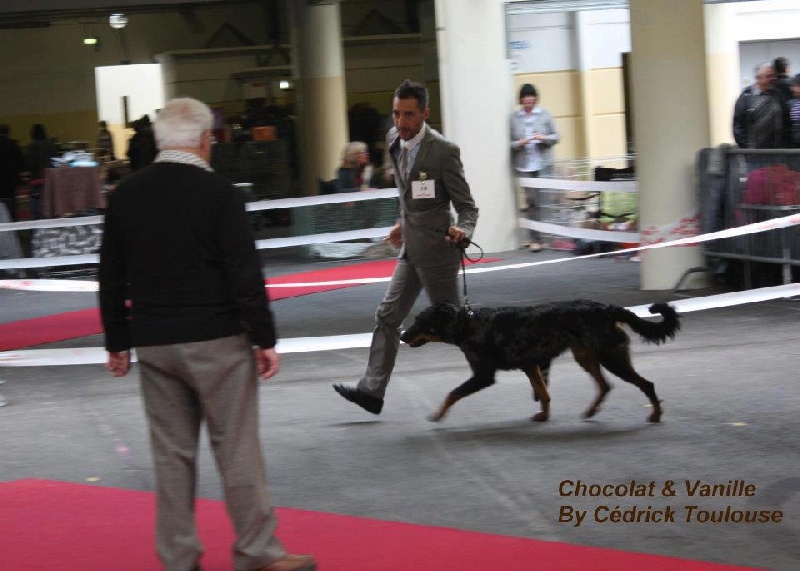 CH. Fame du berceau de bfamily - 1er intermediaire - EXC.