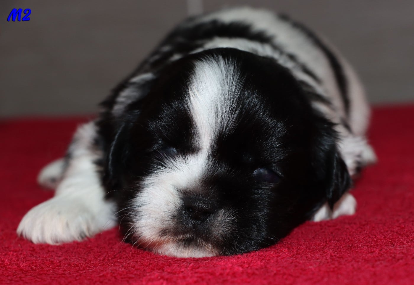 Epagneul tibetain - des Lueurs d'Antares