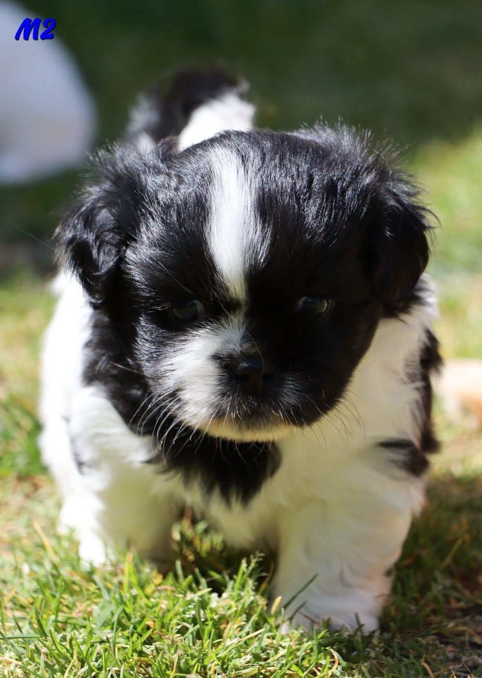 Epagneul tibetain - des Lueurs d'Antares