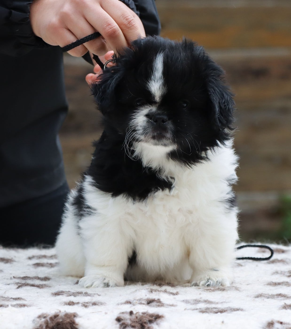 Bjorn
