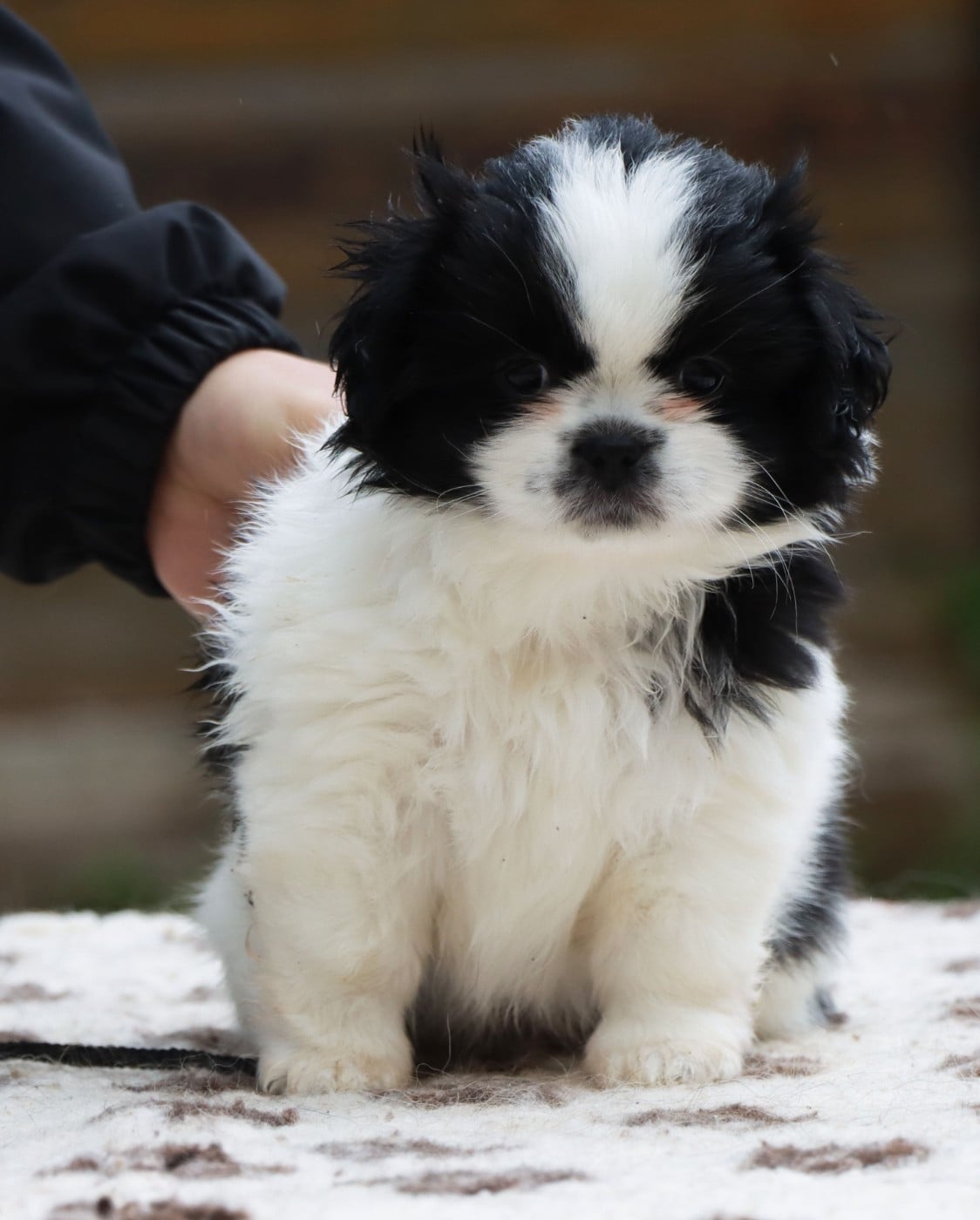 Bailey