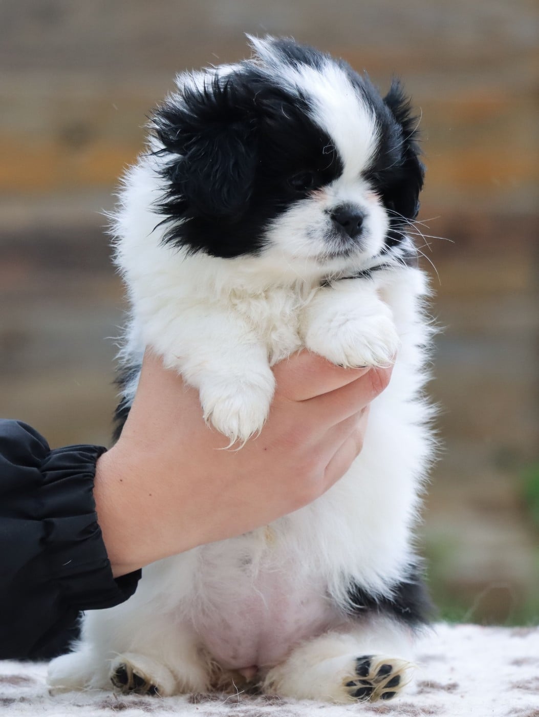 Bailey
