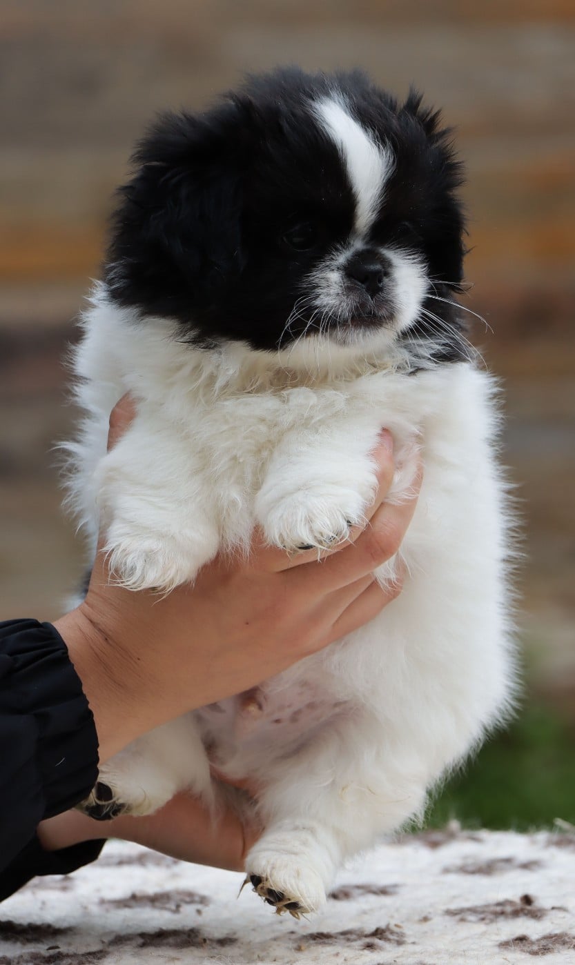BAI LU