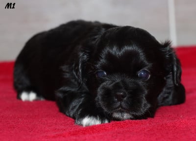 Les chiots de Epagneul tibetain