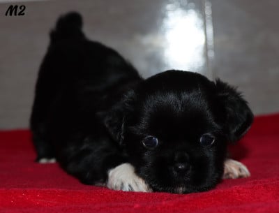 Les chiots de Epagneul tibetain