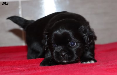 Les chiots de Epagneul tibetain