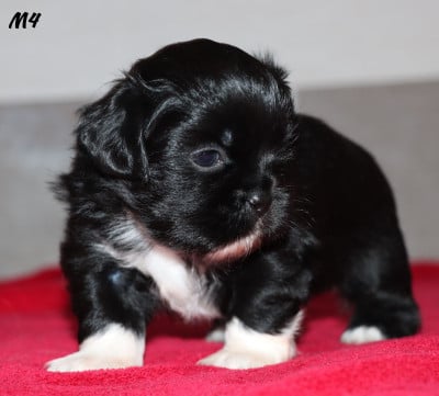 Les chiots de Epagneul tibetain