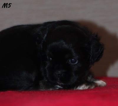 Les chiots de Epagneul tibetain