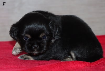 Les chiots de Epagneul tibetain