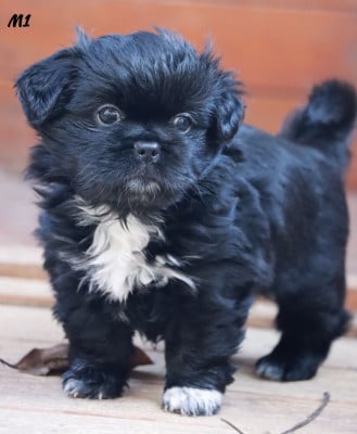 Les chiots de Epagneul tibetain