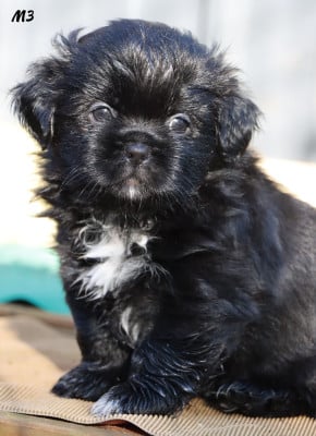 Les chiots de Epagneul tibetain