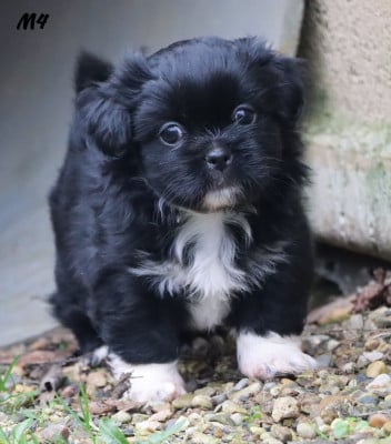 Les chiots de Epagneul tibetain