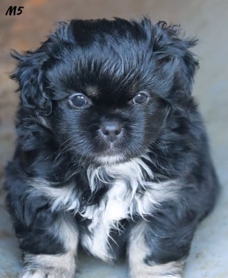 Les chiots de Epagneul tibetain