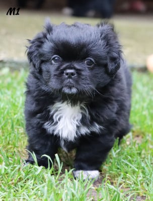 Les chiots de Epagneul tibetain