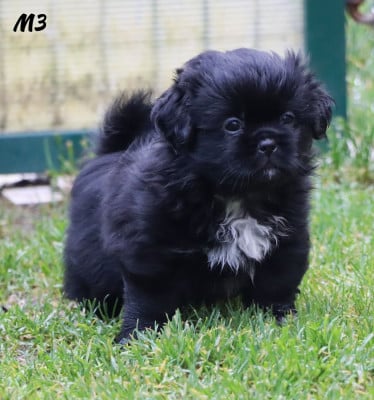Les chiots de Epagneul tibetain