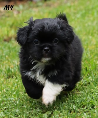 Les chiots de Epagneul tibetain