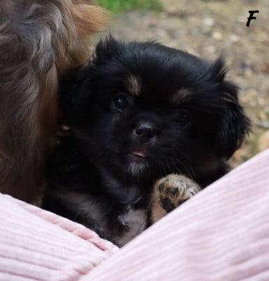 Les chiots de Epagneul tibetain