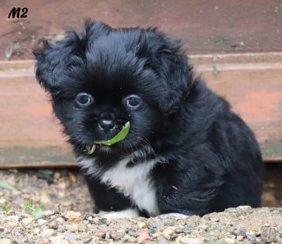 Les chiots de Epagneul tibetain