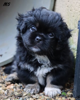 Les chiots de Epagneul tibetain