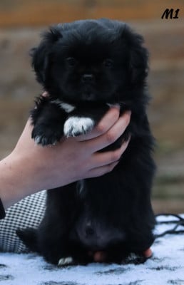 Les chiots de Epagneul tibetain