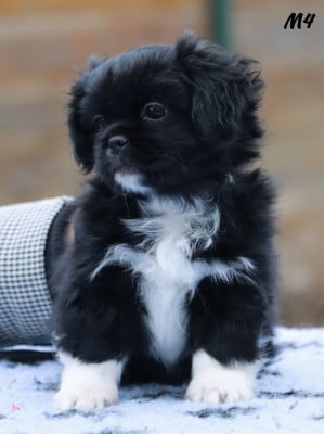 Les chiots de Epagneul tibetain