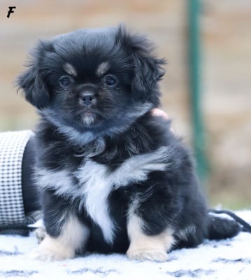 Les chiots de Epagneul tibetain