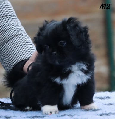 Les chiots de Epagneul tibetain