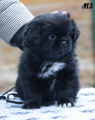 Les chiots de Epagneul tibetain