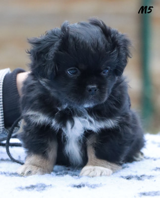 Les chiots de Epagneul tibetain