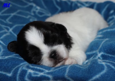 Les chiots de Epagneul tibetain