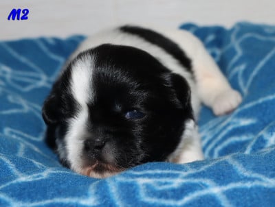 Les chiots de Epagneul tibetain