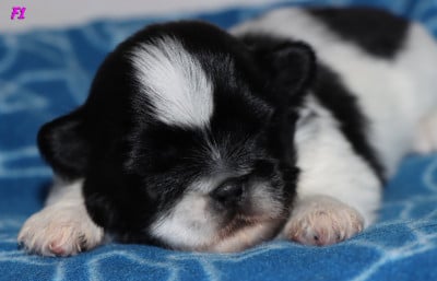Les chiots de Epagneul tibetain