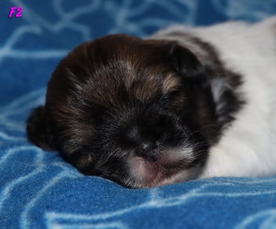 Les chiots de Epagneul tibetain