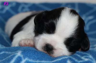 Les chiots de Epagneul tibetain
