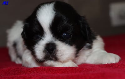 Les chiots de Epagneul tibetain