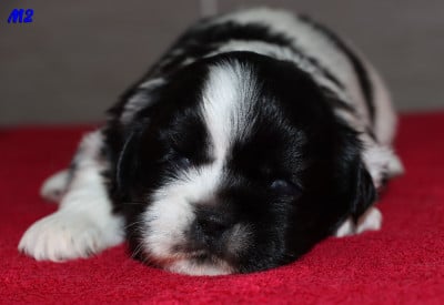 Les chiots de Epagneul tibetain