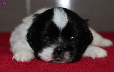 Les chiots de Epagneul tibetain