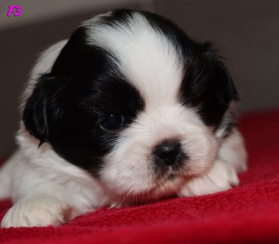 Les chiots de Epagneul tibetain