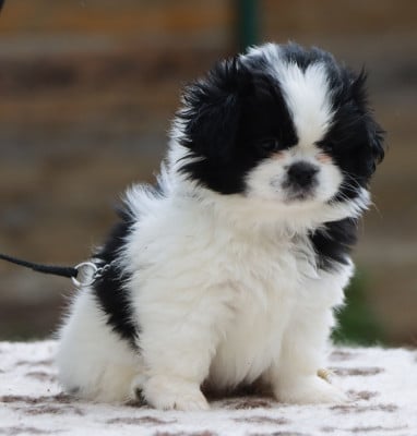 Les chiots de Epagneul tibetain
