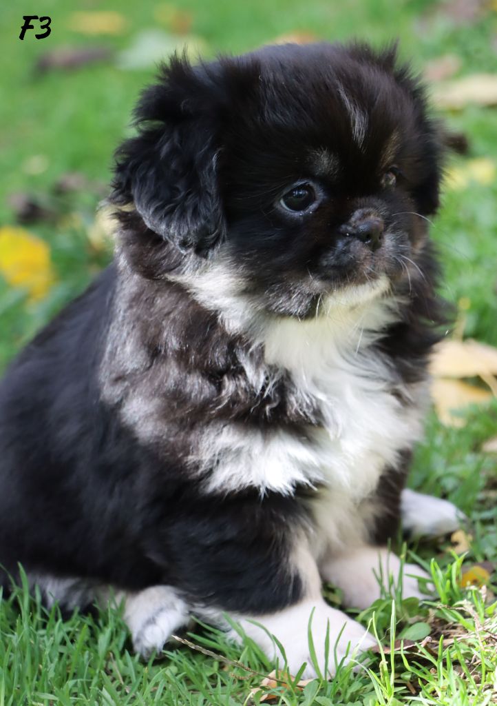 A Star Is Born "Arya"