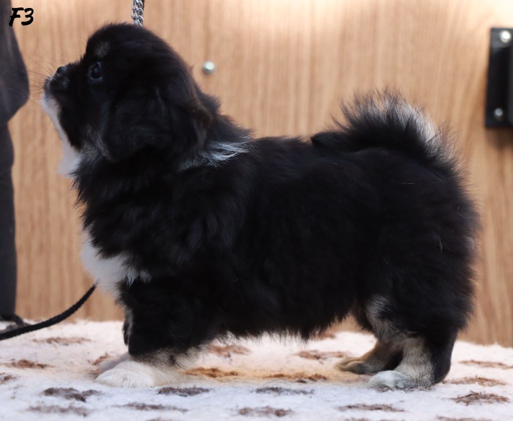 A Star Is Born "Arya"