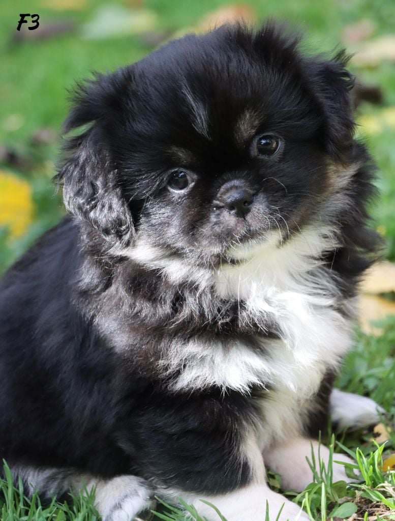 A Star Is Born "Arya"