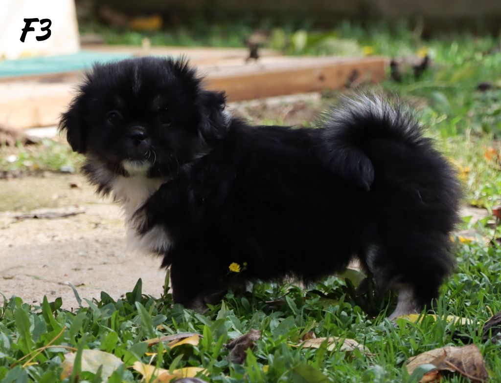 A Star Is Born "Arya"