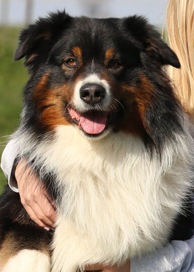 Publication : des cimes de Pyrène Auteur : Heart & Brain Aussies