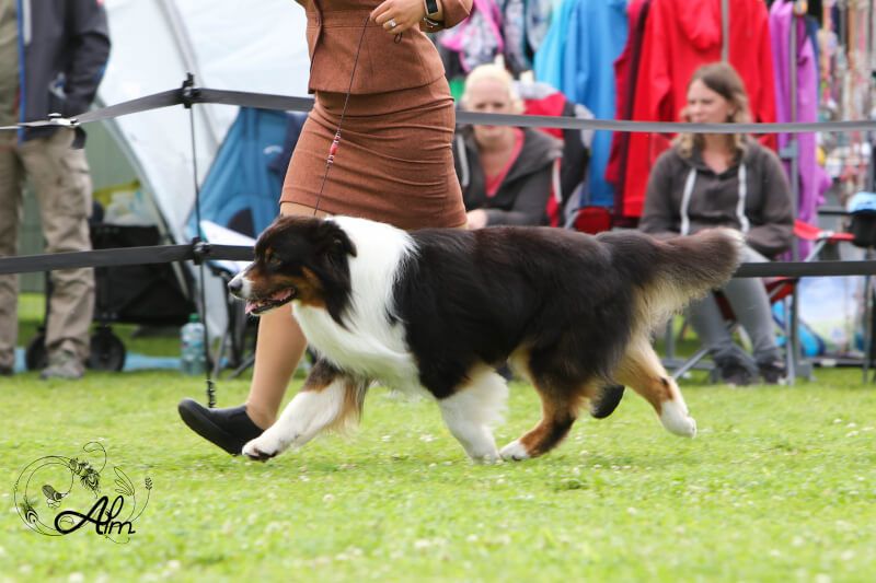 Publication : des cimes de Pyrène Auteur : Heart & Brain Aussies