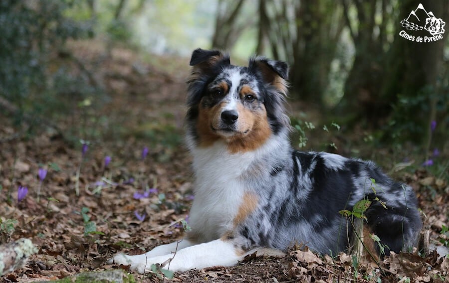 Sigma des cimes de Pyrène