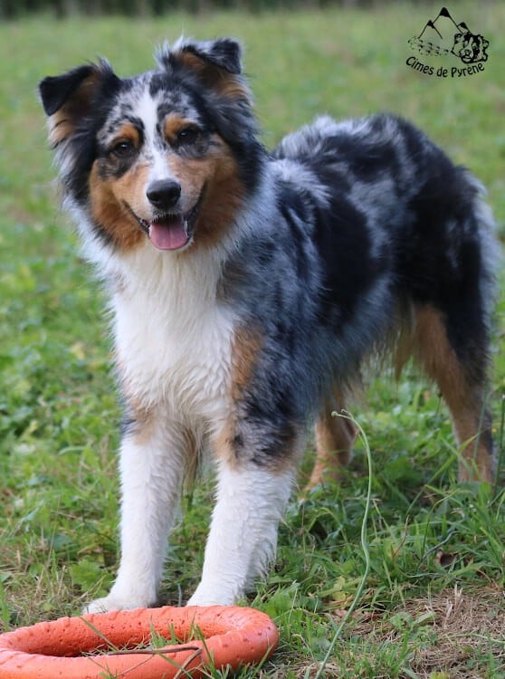 Sigma des cimes de Pyrène