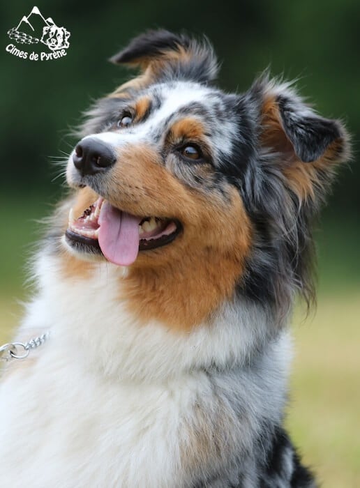 Sigma des cimes de Pyrène