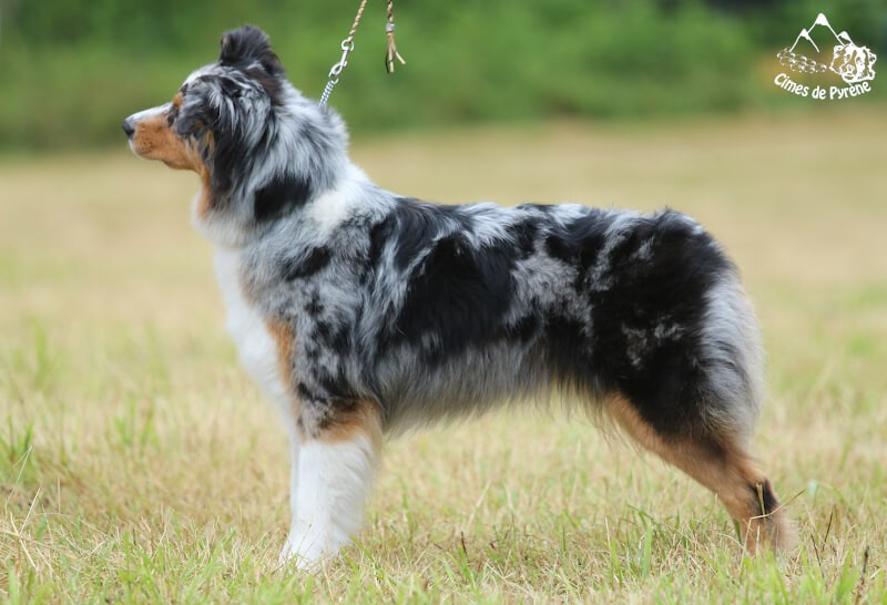 Sigma des cimes de Pyrène