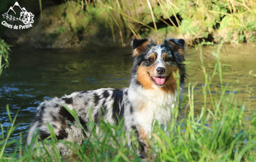 Sigma des cimes de Pyrène